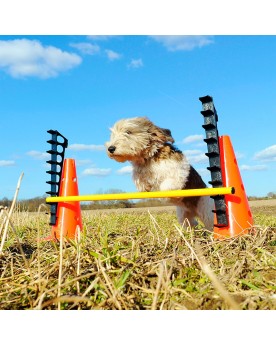 Hurdle_Action2 agility dog