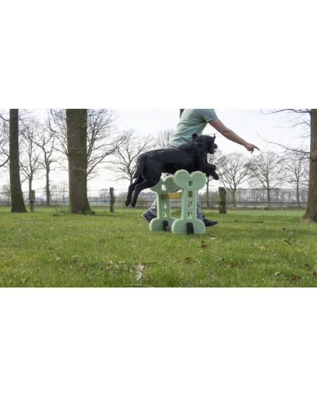 Realizzazione Di Un Percorso Di Agility Dog Con Attrezzi