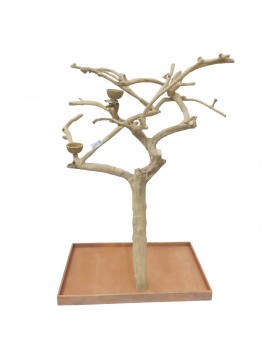 Coffee Tree AM20077 -...