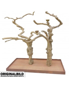 Coffee Tree DB90053  -...