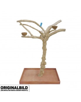 Coffee Tree BL64054  Large