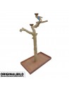 Coffee Tree BL64061 Trespolo pappagallo