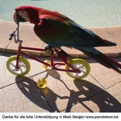 Bicicletta Giocattolo per Pappagalli Ara e Cacatua in Azione con il Becco