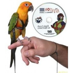 Verde S LOVIVER Pettorina per Uccelli Regolabile E Guinzaglio per Pappagalli di Uccelli di Taglia Piccola O Media