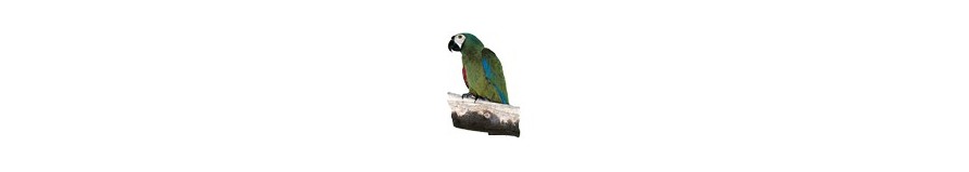 Categoria Posatoi e limaunghie per pappagalli